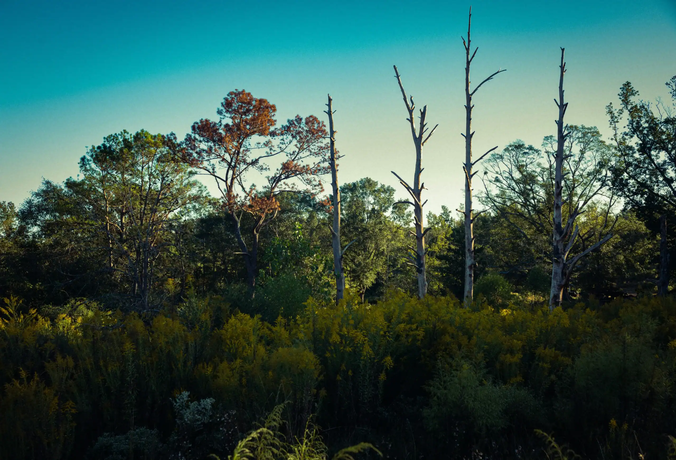 nature in Alabama